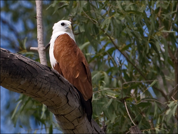Brahminy Kite brahminy_kite_182374.psd