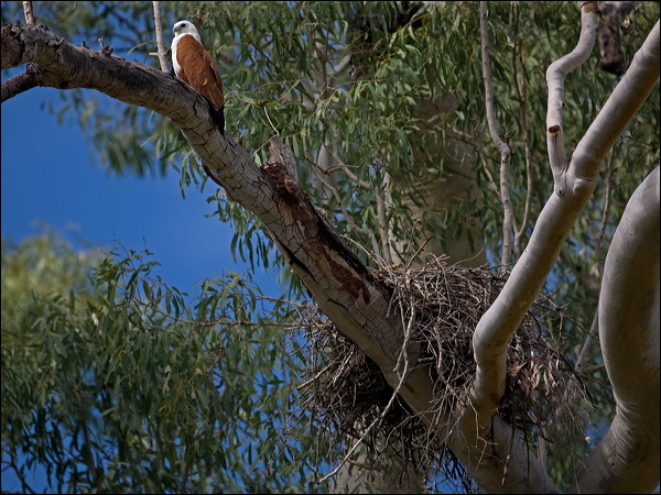 Brahminy Kite brahminy_kite_182382.psd