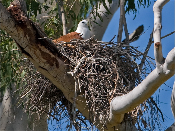 Brahminy Kite brahminy_kite_182423.psd