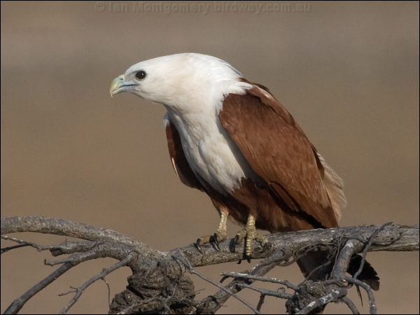 Brahminy Kite brahminy_kite_182503.psd
