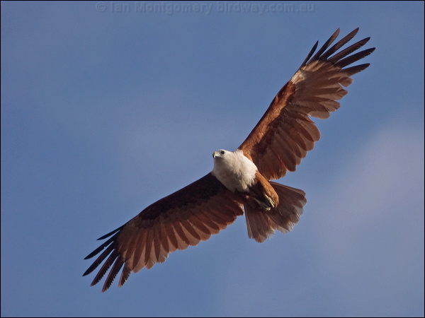 Brahminy Kite brahminy_kite_182525.psd