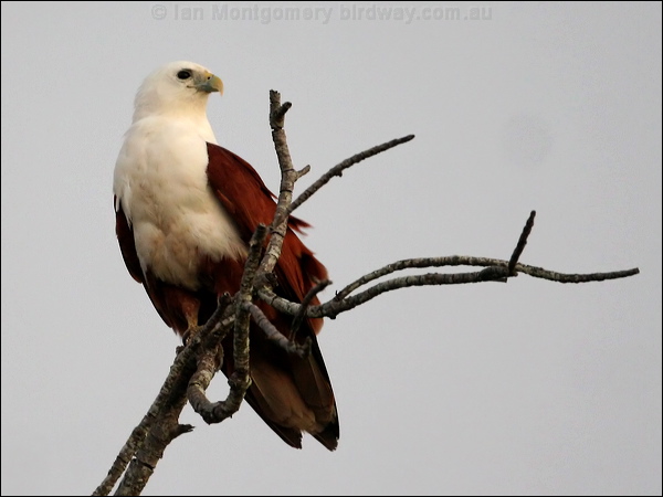 Brahminy Kite brahminy_kite_37998.jpg