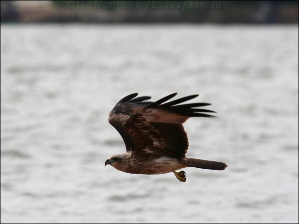 Brahminy Kite brahminy_kite_56614.psd