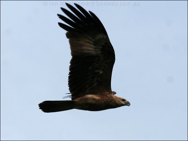 Brahminy Kite brahminy_kite_56654.psd