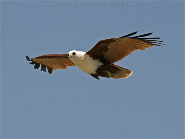 Brahminy Kite brahminy_kite_94178.psd