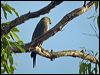 brown_goshawk_104526