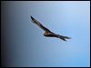 brown_goshawk_130224