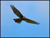 brown_goshawk_130225