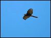 brown_goshawk_130226