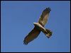 brown_goshawk_15620