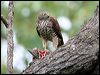 brown_goshawk_32464
