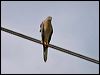 brown_goshawk_34497