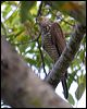 brown_goshawk_65694