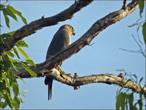 Brown Goshawk brown_goshawk_104526.psd