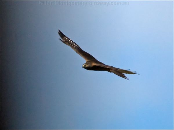 Brown Goshawk brown_goshawk_130224.psd