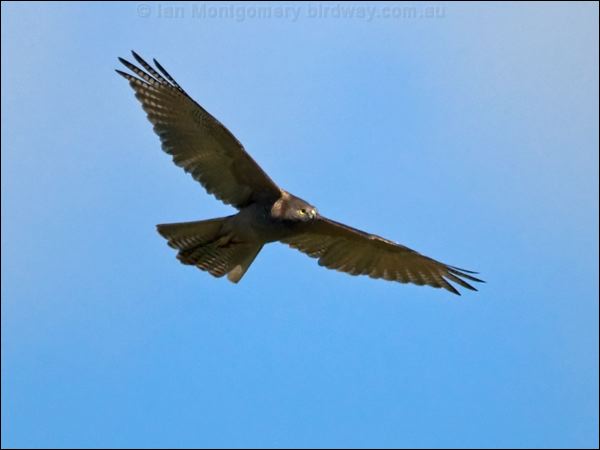 Brown Goshawk brown_goshawk_130225.psd
