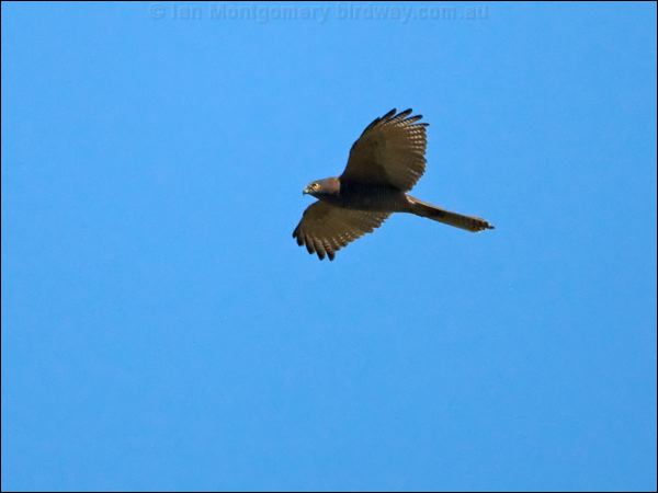 Brown Goshawk brown_goshawk_130226.psd