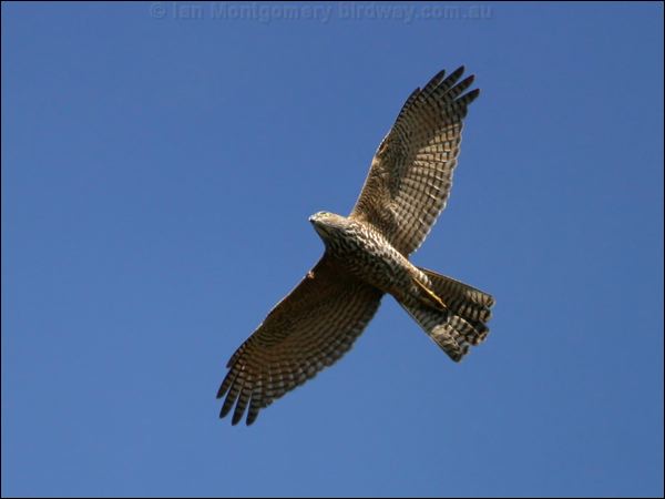 Brown Goshawk brown_goshawk_15620.psd