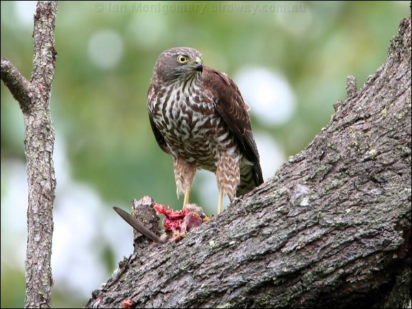Brown Goshawk brown_goshawk_32464.psd
