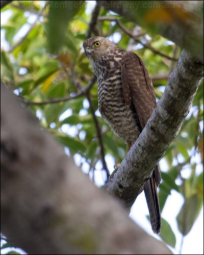 Brown Goshawk brown_goshawk_65694.jpg