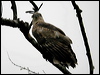changeablehawkeagle_17584