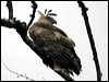 changeablehawkeagle_17586