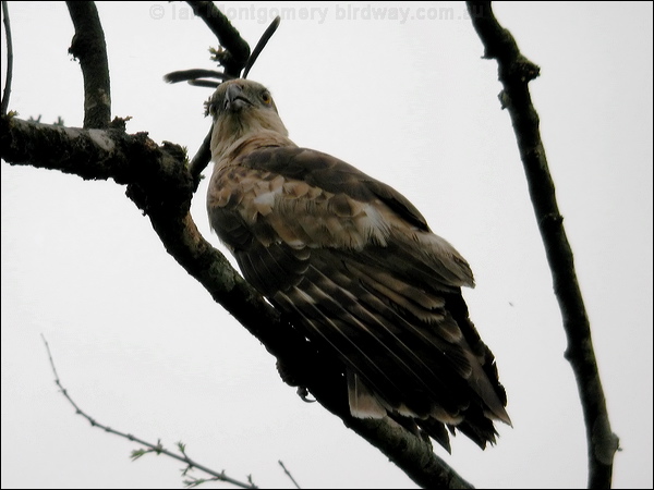 Changeable Hawk-eagle changeablehawkeagle_17584.psd