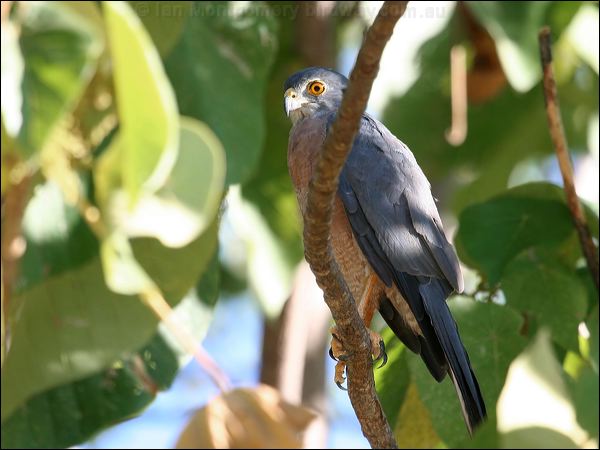 Christmas Island Goshawk variable_goshawk_40228.jpg