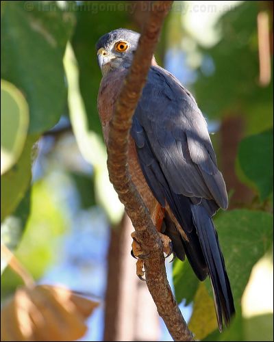 Christmas Island Goshawk variable_goshawk_40238.jpg