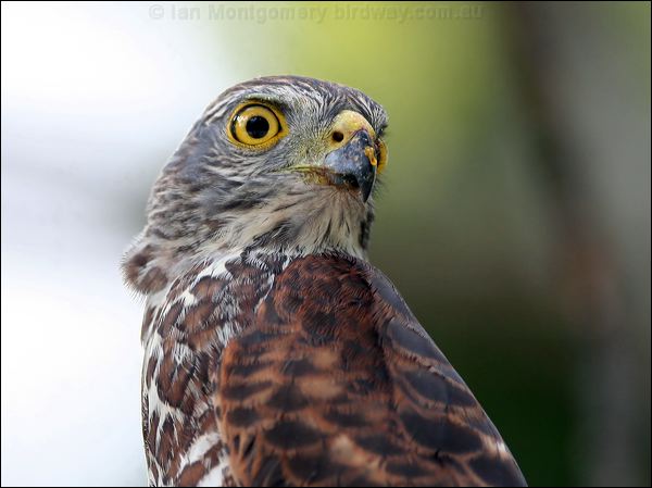 Christmas Island Goshawk variable_goshawk_40481.jpg