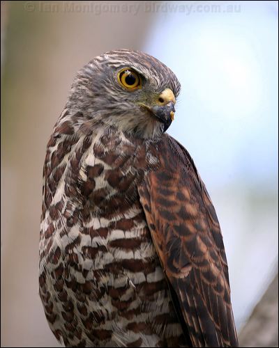 Christmas Island Goshawk variable_goshawk_40519.jpg