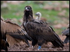 cinereous_vulture_161042