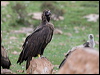 cinereous_vulture_161049