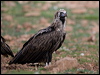 cinereous_vulture_161183
