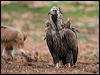cinereous_vulture_161196