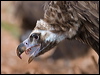 cinereous_vulture_161215