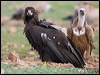 cinereous_vulture_161221