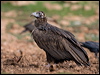cinereous_vulture_161245