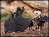 cinereous_vulture_161408