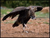 cinereous_vulture_161546