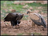 cinereous_vulture_161553