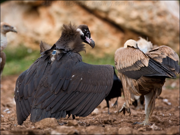 Cinereous Vulture cinereous_vulture_161408.psd