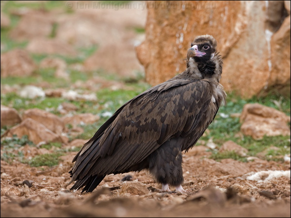 Cinereous Vulture cinereous_vulture_161517.psd
