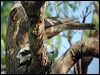collared_sparrowhawk_30820