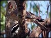 collared_sparrowhawk_30821