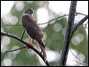 collared_sparrowhawk_62859
