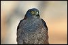 collared_sparrowhawk_89099