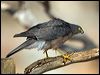 collared_sparrowhawk_89108