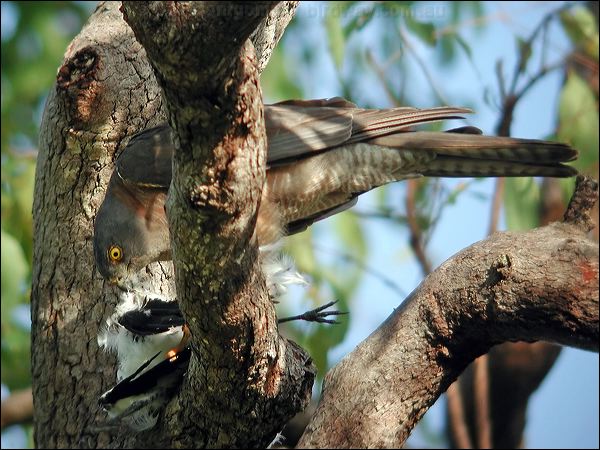 Collared Sparrowhawk collared_sparrowhawk_30820.jpg