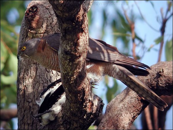 Collared Sparrowhawk collared_sparrowhawk_30821.jpg